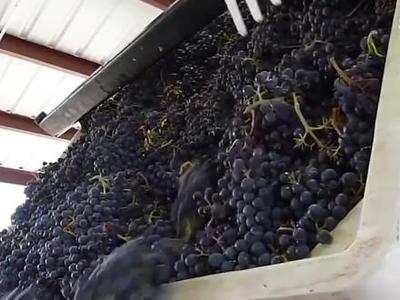 耗時(shí)30個(gè)月的匠心之作 揭秘葡萄酒加工到銷(xiāo)售的全過(guò)程